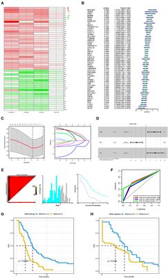 Development of a Metastasis-Related Immune Prognostic Model of Metastatic Colorectal Cancer and Its Usefulness to Immunotherapy